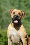 BOERBULL 089
